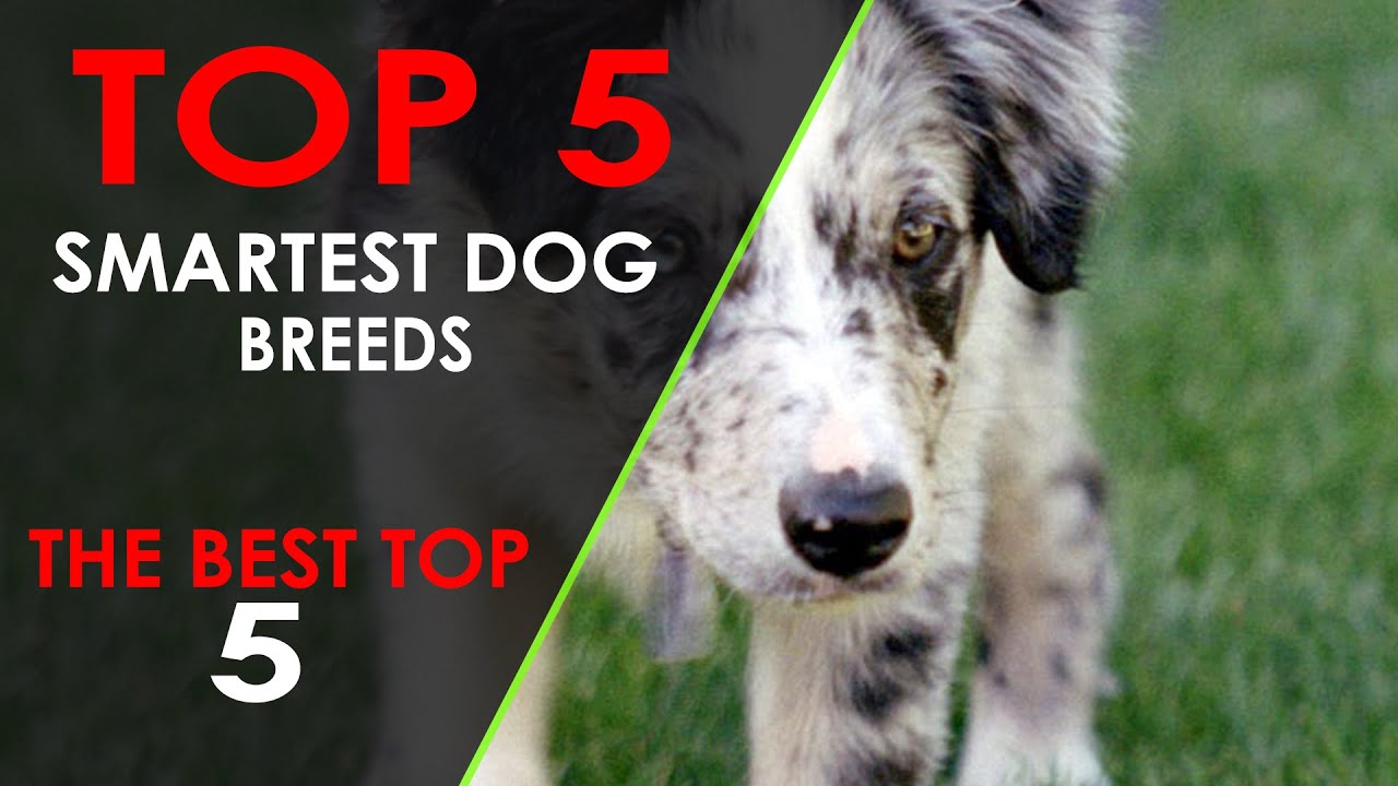 [TOP 5] Top 5 Smartest Dog Breeds - YouTube