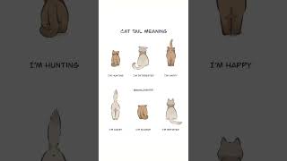 Cat Tail Meaning 🐈⁉️. #Cat