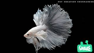 Betta fish / ലുലു മാളിൽ പുതിയതായി തുടങ്ങിയ ബീറ്റാ ഫിഷ് സ്റ്റാൾ #petcreationchemmanoor