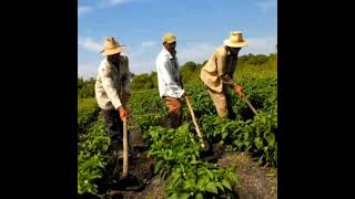 Héctor Suárez : El peón rural