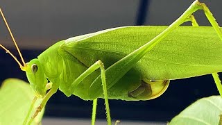 サトクダマキモドキのご紹介（飼育・餌・産卵）broad-winged katydid