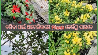 ବଗିଚା ପାଇଁ ଆମେରିକାରେ Plants କେଉଁଠୁ ପାଇବେ | Local Nursery Visit