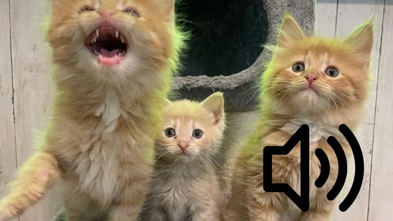 Cute Kitten Meows рџђ Newborn Cat Calling Mom Sound Effects Youtube