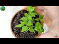 घर पे पड़े बेकार सामानों से बनाये seedling tray how to make seedling tray at home