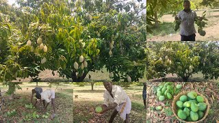 మామిడి పొలం || mango farm vlog in Telugu || తెలుగులో #mango #new