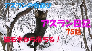 アスラン日記75話　猫も木から落ちる　アスランの雪遊び