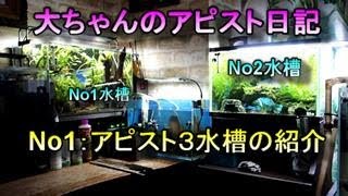 大ちゃんのアピスト日記をアップします。記念すべき第一弾はアピスト3水槽の紹介です。