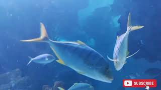 నీటి అడుగున అద్భుతం # Under Water Aquarium # Big fishes # maleshiya