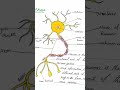 neuron nerves nervoussystem anatomía anatomy physiology shorts