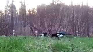Nature; Crow and magpies - the strongest eat first
