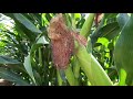 Amazing! 100 acres corn farm under drip irrigation in Israel