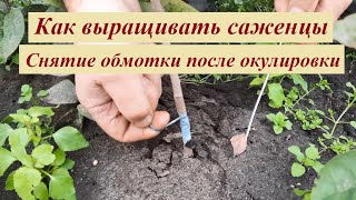 Снимаем обмотку после окулировки