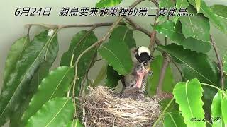 白頭翁育雛全紀錄/Light-vented Bulbul Breeding