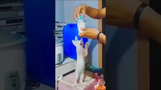 How cute are greedy cats? | hot funny cute pet