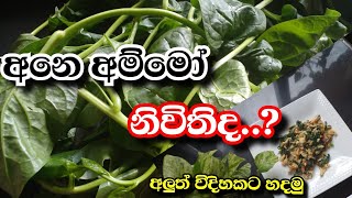 නිවිති හදන අලුත් විදිහ | Spinach egg scrambled #foods #srilanka #lifewithbc