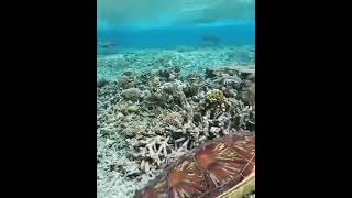 Turtle Nest, Lakshadweep