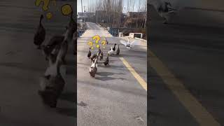 大鹅突然急速向前，看看发生了啥情况 #熱門 #鴨 #chinaduck #鸭子 #birds #mandarinduck #duck