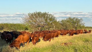 ¡¡RANCHO EL MILAGRO BRANGUS ROJO DE REGISTRO!!