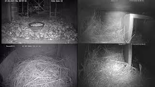 20230426 Live hedgehogs