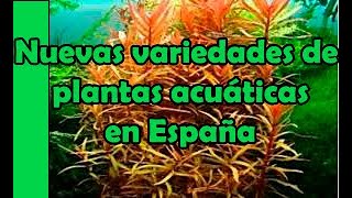 Tres nuevas variedades de plantas acuáticas de 2019  en España