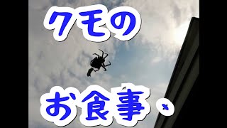 蜘蛛のお食事　生き餌？　Spider meal