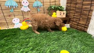 156139トイプードル♂　犬の家袋井店