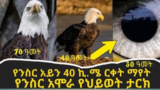 ንስር አሞራ ታርክ eagle history