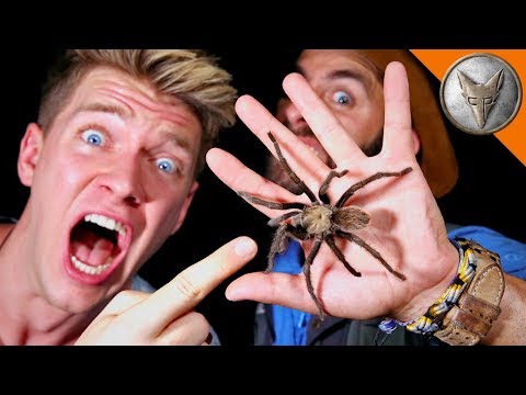 WILD Tarantula Challenge! WILD Tarantula Challenge!