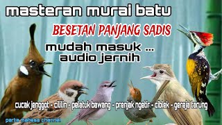 Masteran Murai batu Full Isian Tembakan Materi Mewah Untuk Burung Lomba