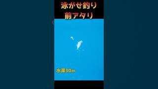 【水中映像】泳がせ釣りの前アタリはこんな感じ（ヒラマサ・ブリの捕食）#釣り初心者 #釣り