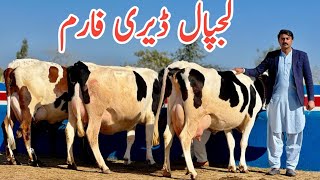 Lajpal Dairy Farm | Australian cows | Jersey cows | Best Breed ever