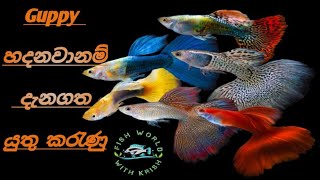 හැමෝම හදන ගප්පි හරියට හදමු GUPPI FISH CARE SINHALA....!