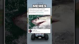Memes About Sharks Are Hilarious