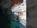 水位下がってるって！…w😳✨🐻‍❄️ 24.7.2 13 16  ホウちゃん　 ホッキョクグマ   天王寺動物園　 しろくま　 シロクマ　 polarbear  bearlympics　