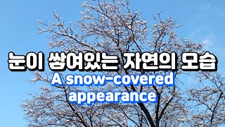 [힐링과 생활] 눈이 쌓여있는 자연의 모습, 힐링 영상, A snow-covered appearance. 한국의 겨울, 눈꽃,