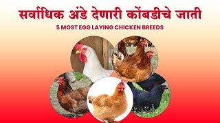 सर्वाधिक अंडे देणारी कोंबडीचे जाती | 5 Most Egg Laying Chicken Breeds | अंडे उत्पादन साठी कोंबडी