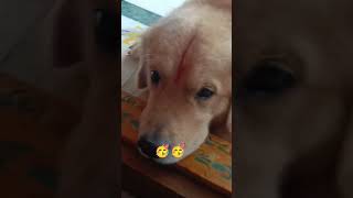 #goldenritriever  Simba gadu పింకీ పిల్లోడు 😄#doglover 🥳🥳