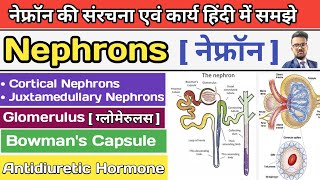 Nephrons in hindi | Structure of Neurone | Function of Nephrons | Types of Nephrons | Glomerulus