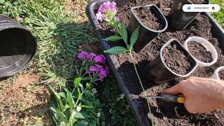 How To Propagate Phlox.