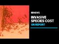 Invasive species cost Australian economy $25b every year | ABC News