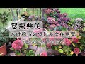 大叶绣球花Hortensien盆栽&地栽秋冬种植/详解注意事项&方法以及要点/绣球需要春化吗/冬季如何正确浇水/绣球种植在东面会怎样/幼苗和老根的不同对待/13.11.2022