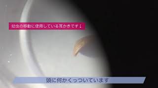 卵を食べようとしたら頭にくっついたナミアゲハの赤ちゃん