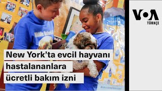 New York’ta evcil hayvanı hastalananlara ücretli bakım izni| VOA Türkçe