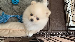 ポメラニアンの子犬が生後2ヶ月目のバースデーを迎えました