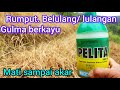 Herbisida terbaik pembasmi rumput lulangan dan gulma berkayu...langsung mati sampai ke akar