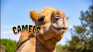 🐪 @Camels : The Truth About Spitting Out Their Organs & Fighting Back! 🥊