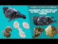 Coccidiosis: prevention and natural treatment for pigeons - 🇬🇧  ENGLISH VERSION 🇺🇸