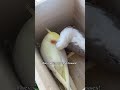 a cockatiel love story🥹❤️