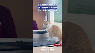 这个猫猫收费员有点可爱，猫：你好，很高兴为你服务，网友：猫猫也有标准微笑呀 #cuteanimal #cat #cute#萌宠