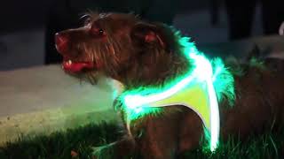 LightHound LED Illuminated Multi Colored Dog Harness – Creative Gift Ideas For Pet Lovers